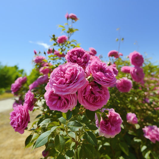 Rose, Gulkand