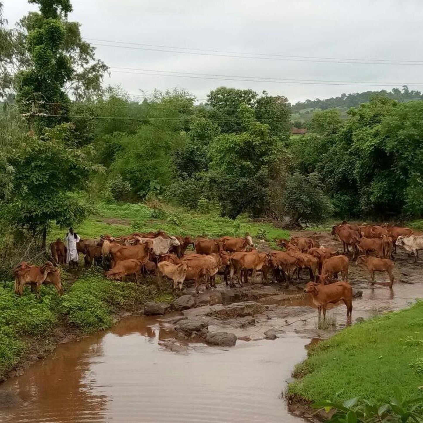 SINGLE BREED VEDIC A2 GHEE GIR COW