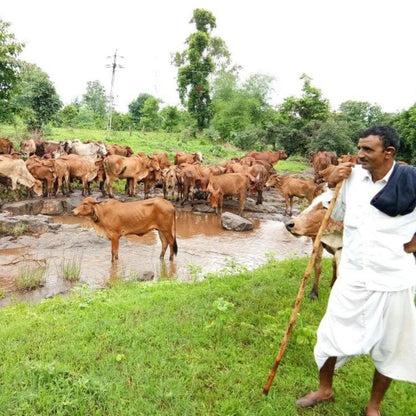 SINGLE BREED VEDIC A2 GHEE GIR COW