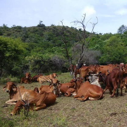 SINGLE BREED VEDIC A2 GHEE GIR COW