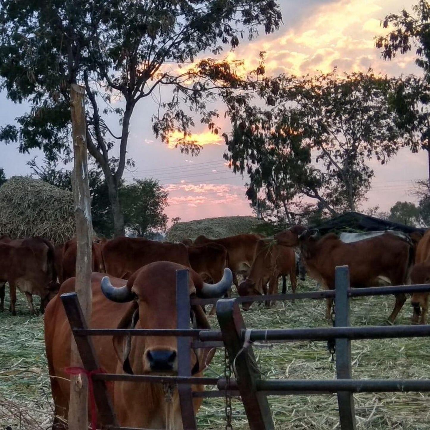 HIMACHAL A2 DESI COW GHEE