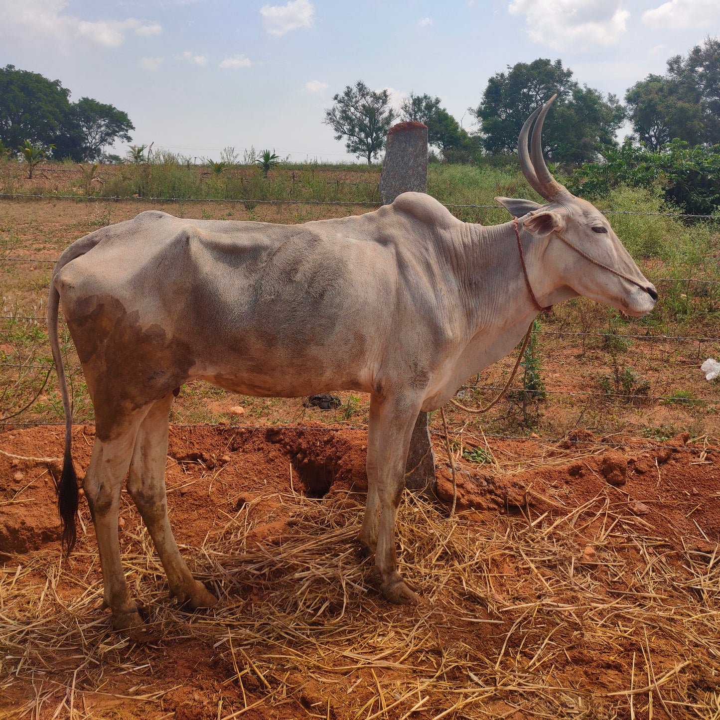 SINGLE BREED VEDIC A2 GHEE HALLIKAR COW