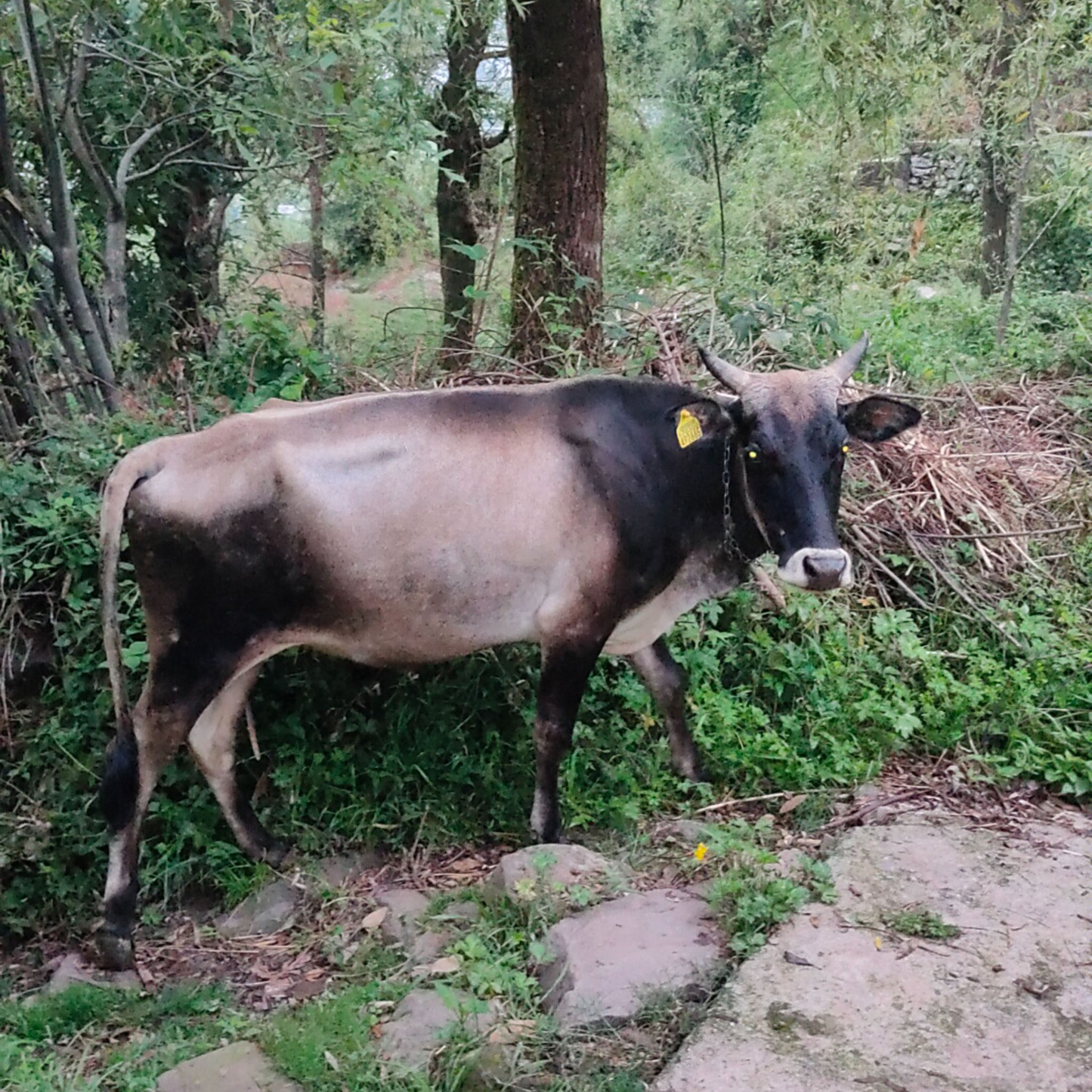 SINGLE BREED VEDIC A2 GHEE BADRI COW